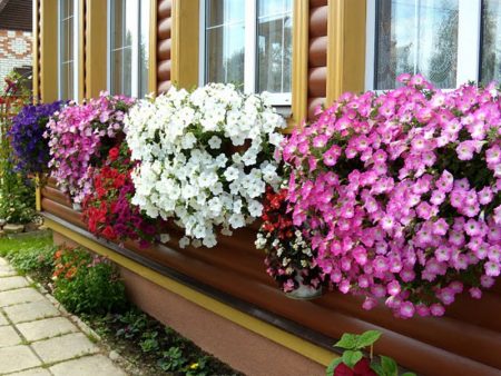 Petunia: vokser fra frø når du skal plante