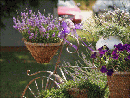 Lavendel: vokser fra frø hjemme