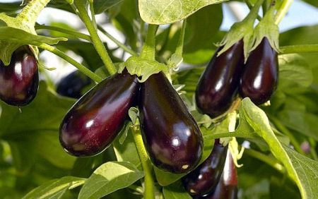 Når du skal plante aubergine