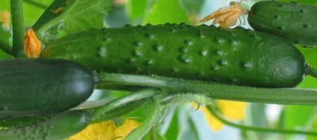 Polycarbonate pipino: ang pinakamahusay na mga varieties