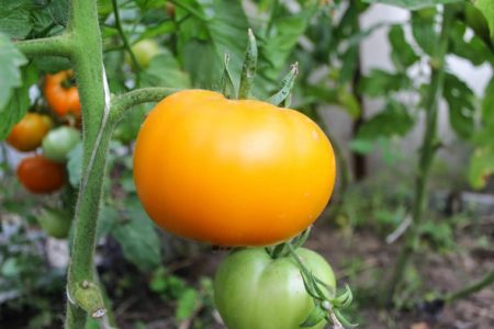 Ang mga pagkakaiba-iba ng mga kamatis para sa greenhouse na lumalaban sa huli na taglamig