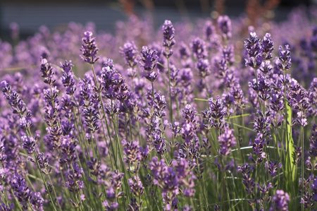 Lavendel: vokser fra frø hjemme