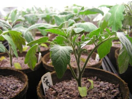 Gunstige dagen in maart voor het planten van tomaten