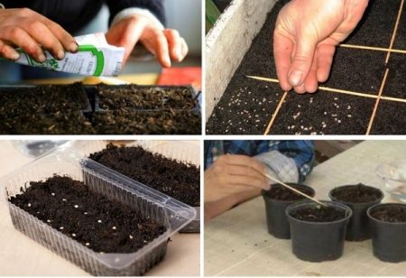 Gunstige dagen voor het planten van tomaten in maart 2018