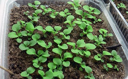 Petunia zaadteelt wanneer te planten