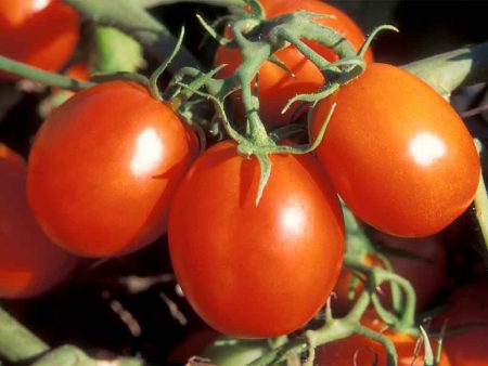 Tomatenzaailingen groeien wanneer gezaaid