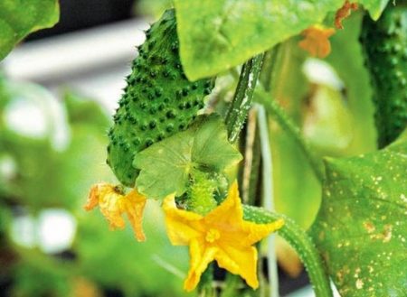 Polycarbonate pipino: ang pinakamahusay na mga varieties