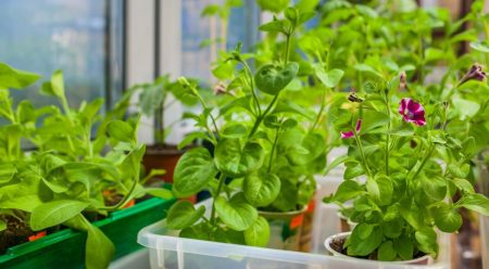 Gunstige dagen voor het planten van zaailingen van bloemen in 2016