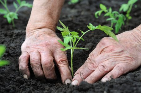 Tuinman kalender voor 2016, plantdagen voor regio Moskou