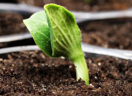 Wanneer pompoen voor zaailingen planten in 2016