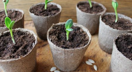 Wanneer komkommers planten voor zaailingen in 2016 voor een kas