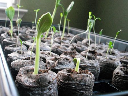 Månekalender for å plante blomsterfrø til frøplanter i 2016