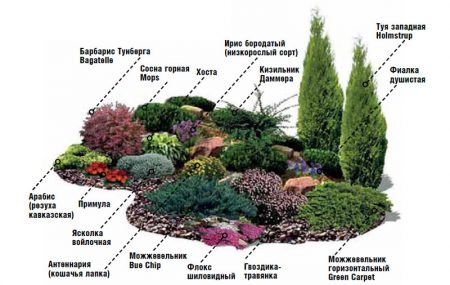 selectie van planten voor een alpiene heuvel