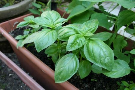 lumalagong mga basil seedlings sa bahay