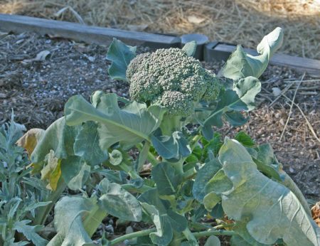 lumalaki na mga broccoli seedlings 2017