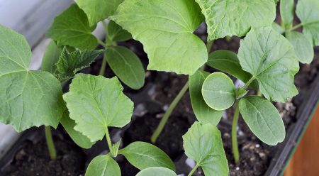 voksende agurkfrøplanter