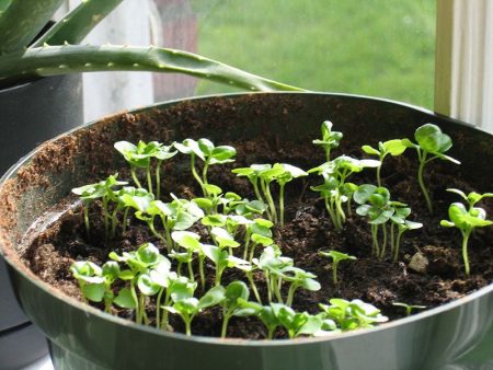 basilicum zaailingen planten