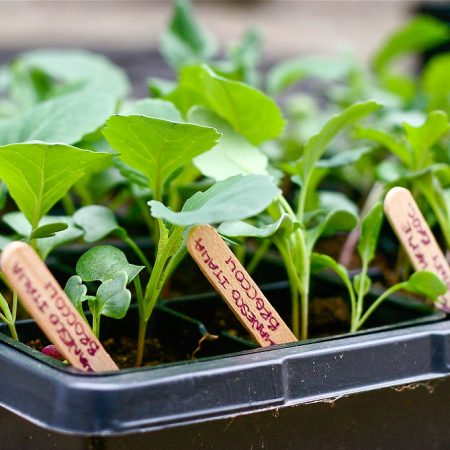 het planten van broccoli zaailingen