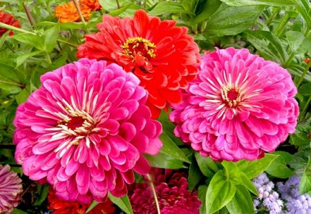 Zinnia planten op zaailingen