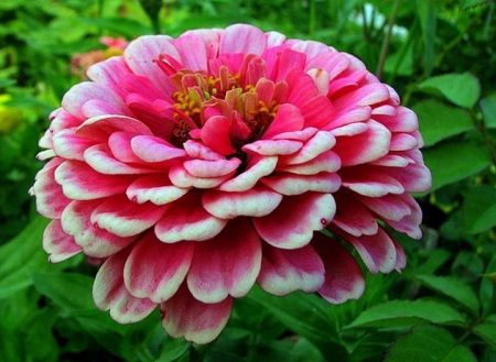 hvordan vokse zinnia