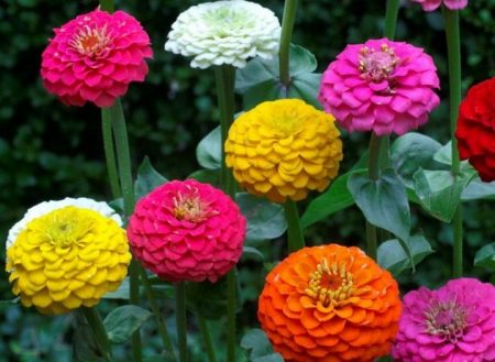 når du skal plante zinnia for frøplanter i 2016