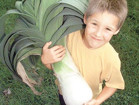 malakas na leek seedlings