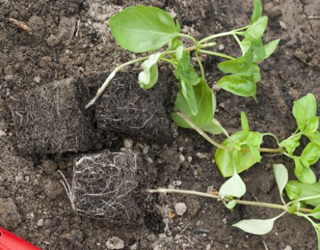 Voortplanting van basilicumzaailingen. Wordt vervolgd. Landing in de grond.