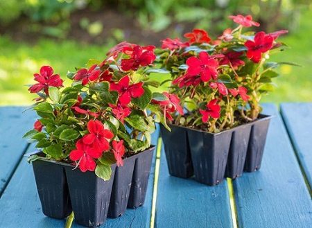 zaailingen van bloemen die zaden planten