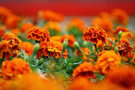 Wanneer goudsbloemen planten in zaailingen in 2017 volgens de maankalender