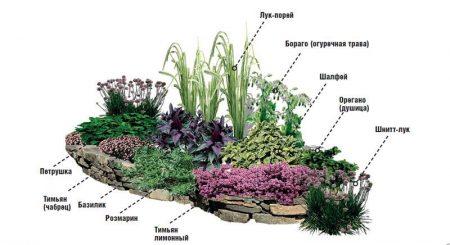 blomster til en alpin bakke med et bilde