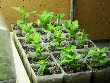 zinnia seedlings