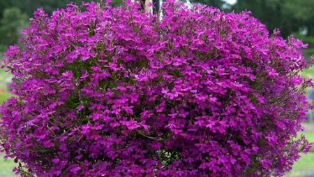 Jaarlijkse bloemen voor zomerhuisjes die de hele zomer bloeien: met een adellijke titel