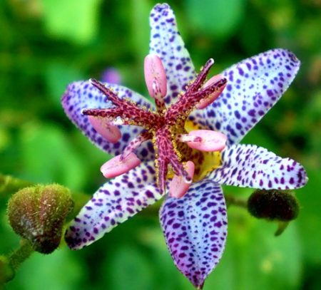 Tricirtis