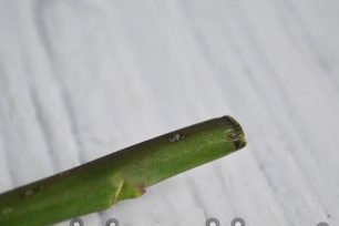 neem de stengel van de roos en snijd de boven- en onderkant van 7-10 cm af