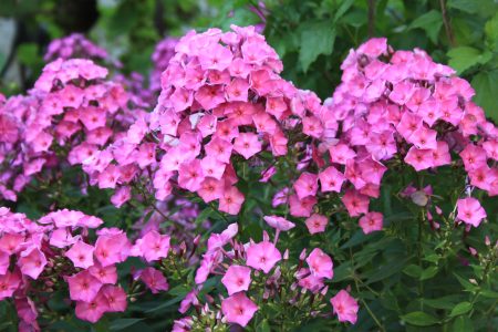 phlox