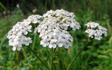 Yarrow