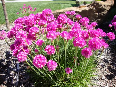 Armeria ved sjøen