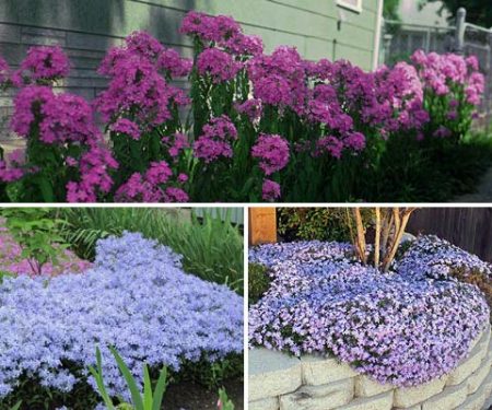 Flerårige blomster som blomstrer hele sommeren: foto og navn, upretensiøs