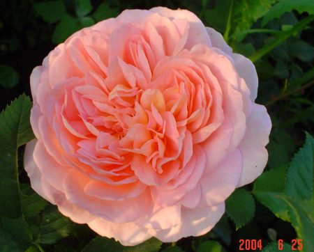 Tuin Rose Abraham Derby