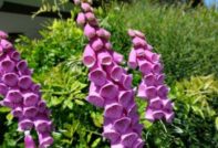 digitalis landing en zorg