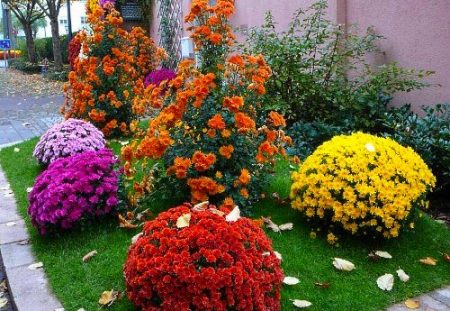 Meerjarige bloemen voor bloembedden, bloeiend de hele zomer: ondermaats