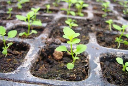 mga godetia seedlings