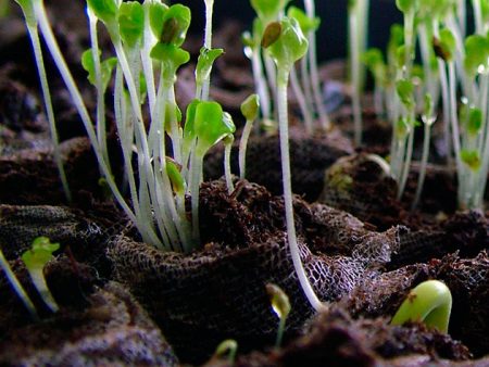 mga digitalis seedlings