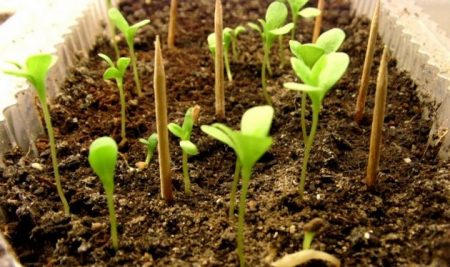 Asters groeien uit zaden