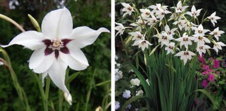 Acidanthera, landing en verzorging