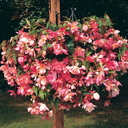 Begonia in bloempotten