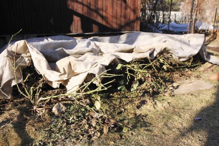 Når du skal åpne roser om våren etter vinter tilfluktsanbefalinger