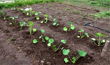 Wanneer pompoen voor zaailingen planten in 2016