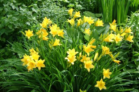 Daylilies in garden design