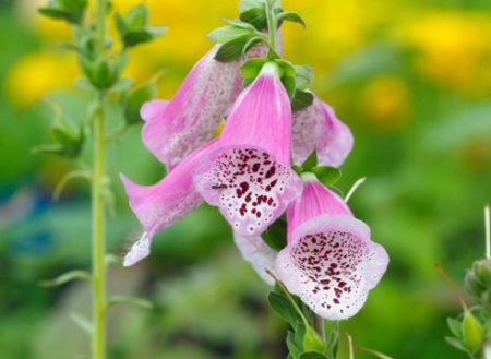 digitalis purpurea